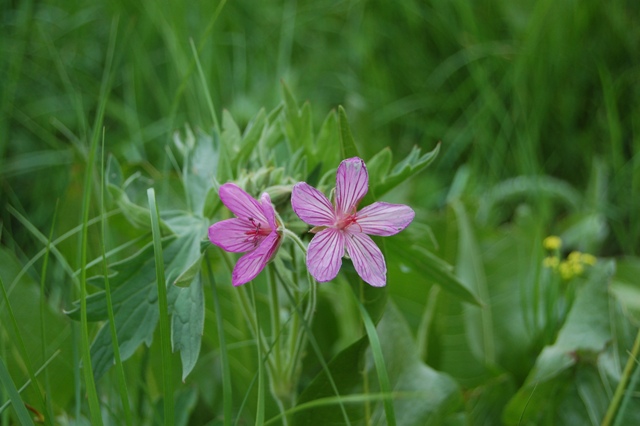 Geranium viscosissimum